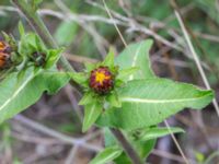 Inula racemosa Baragatan, Johanneslust, Malmö, Skåne, Sweden 20190909_0032