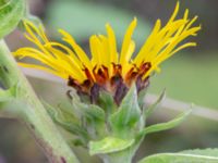 Inula racemosa Baragatan, Johanneslust, Malmö, Skåne, Sweden 20190909_0033