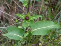 Inula racemosa Baragatan, Johanneslust, Malmö, Skåne, Sweden 20190909_0034