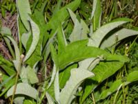 Inula racemosa Torslunda kyrka, Mörbylånga, Öland, Sweden 20190524_0273