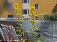 Inula racemosa Västanvägen-Högerudsgatan, Malmö, Skåne, Sweden 20190808_0034