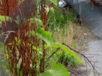 Inula racemosa Västanvägen-Högerudsgatan, Malmö, Skåne, Sweden 20190808_0035