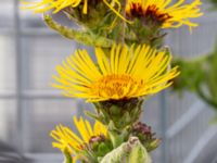 Inula racemosa Västanvägen-Högerudsgatan, Malmö, Skåne, Sweden 20190808_0036