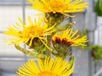 Inula racemosa Västanvägen-Högerudsgatan, Malmö, Skåne, Sweden 20190808_0037