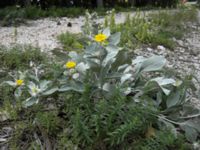 Inula verbascifolia Biokovo, Croatia 20080707 20080707 242