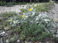 Inula verbascifolia Biokovo, Croatia 20080707 242