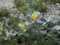 Inula verbascifolia Biokovo, Croatia 20080707 244