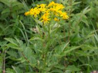 Jacobaea vulgaris Kungsmarken, Lund, Skåne, Sweden 20170624_0016