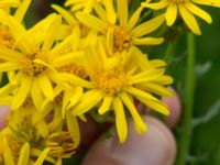 Jacobaea vulgaris Kungsmarken, Lund, Skåne, Sweden 20170624_0020