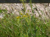 Jacobaea vulgaris Paddockarna, Ribersborg, Malmö, Skåne, Sweden 20220702_0048