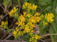 Jacobaea vulgaris Svanetorpsvägen, Åkarp, Lomma, Skåne, Sweden 20160625_0051