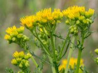 Jacobaea vulgaris Svanetorpsvägen, Åkarp, Lomma, Skåne, Sweden 20160625_0053