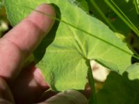 Lactuca macrophylla Kummeln, Lyckeby, Karlskrona, Blekinge, Sweden 20170525_0252