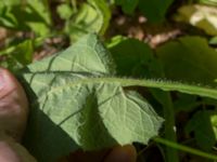 Lactuca macrophylla Kummeln, Lyckeby, Karlskrona, Blekinge, Sweden 20170525_0253