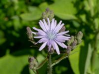 Lactuca macrophylla ssp. uralensis Ulricedal, Malmö, Skåne, Sweden 20190617_0056