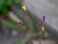 Lactuca muralis Baragatan, Johanneslust, Malmö, Skåne, Sweden 20190909_0042