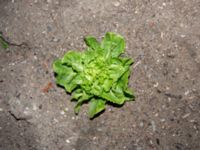 Lactuca sativa Källvattengatan, Malmö, Skåne, Sweden 20181119_0009