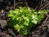 Lactuca sativa Sliparebacken, Lund, Skåne, Sweden 20190623_0057