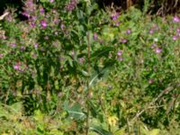 Lactuca serriola Katrinetorp, Malmö, Skåne, Sweden 20180709_0067