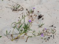 Lactuca tatarica Kesnäsudden, Löttorp, Borgholm, Öland, Sweden 20180809_0015