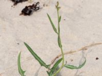 Lactuca tatarica Kesnäsudden, Löttorp, Borgholm, Öland, Sweden 20180809_0019