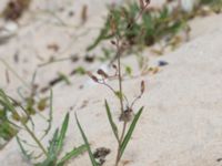 Lactuca tatarica Kesnäsudden, Löttorp, Borgholm, Öland, Sweden 20180809_0020