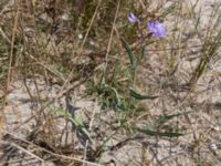 Lactuca tatarica Olenovka, Crimea, Russia 20150911_0129