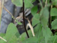 Lapsana communis Råbylundsvägen, Lund, Skåne, Sweden 20160618_0050