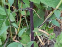 Lapsana communis Råbylundsvägen, Lund, Skåne, Sweden 20160618_0053