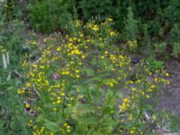 Lapsana communis ssp. communis Deponi, Sankt Hans backar, Lund, Skåne, Sweden 20170622_0046