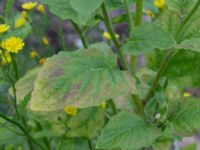 Lapsana communis ssp. communis Deponi, Sankt Hans backar, Lund, Skåne, Sweden 20170622_0047