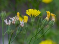 Lapsana communis ssp. communis Deponi, Sankt Hans backar, Lund, Skåne, Sweden 20170622_0048