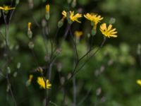 Lapsana communis ssp. communis Klosters fälad, Lund, Skåne, Sweden 20160629_0024