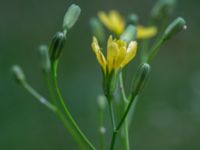 Lapsana communis ssp. communis Pydden, Holmeja, Svedala, Skåne, Sweden 20160617_0135