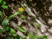 Lapsana communis ssp. grandiflora Svirskoye ushele, Lazarevskoye, Krasnodar, Russia 20160913_0448