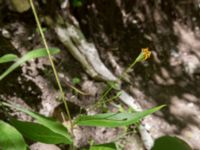 Lapsana communis ssp. grandiflora Svirskoye ushele, Lazarevskoye, Krasnodar, Russia 20160913_0449