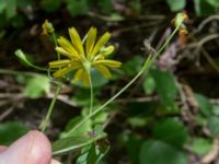 Lapsana communis ssp. grandiflora Svirskoye ushele, Lazarevskoye, Krasnodar, Russia 20160913_0450