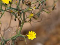 Launaea arborescens Betancuria, Fuerteventura, Canary Islands, Spain 20120222 216