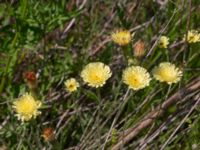 Leontodon crispus Vanningen, Vellinge, Skåne, Sweden 20230610_0037