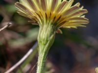 Leontodon crispus Vanningen, Vellinge, Skåne, Sweden 20230610_0056