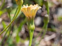 Leontodon crispus Vanningen, Vellinge, Skåne, Sweden 20240613_0102