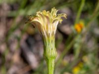 Leontodon crispus Vanningen, Vellinge, Skåne, Sweden 20240613_0103