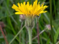 Leontodon hispidus Kungsmarken, Lund, Skåne, Sweden 20170624_0025