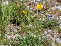 Leontodon hispidus Lernacken, Malmö, Skåne, Sweden 20160629_0064