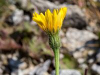 Leontodon hispidus Lernacken, Malmö, Skåne, Sweden 20160629_0066