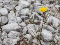 Leontodon saxatilis Limhamns kalkbrott, Malmö, Skåne, Sweden 20160819_0013