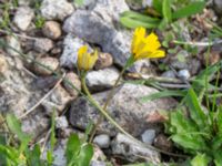 Leontodon saxatilis Limhamns kalkbrott, Malmö, Skåne, Sweden 20180901_0003