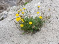 Leontodon saxatilis Limhamns kalkbrott, Malmö, Skåne, Sweden 20180901_0105