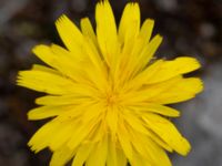 Leontodon saxatilis Snärjet, Oppmanna, Kristianstad, Skåne, Sweden 20200731_0092