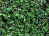 Leptinella squalida Donationskyrkogården, Helsingborg, Skåne, Sweden 20200725_0103